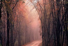 杰伦-格林26+7班凯罗31+6 火箭战胜魔术豪取八连胜.